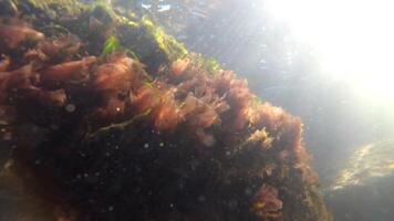 Flora of the Black Sea. Green and red algae in the surf zone on the rocks video