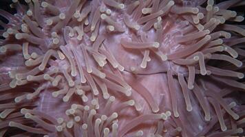 Heteractis magnifica The magnificent sea anemone, also known as the Ritteri anemone video