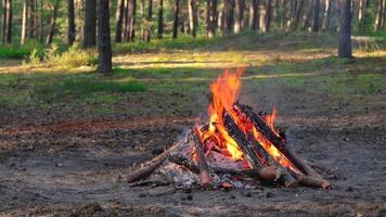 Evening Bonfire Burns in the Pine Forest in the Summer. Flaming Campfire, Place for Bonfire. Fire Pit Outdoors, Wood on Fire, Flying Sparks and Smoke. Travel and Tourism Concept - Slow Motion video
