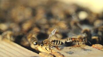 Close up view of the working bees on honeycomb in summer day. Frames of a beehive video