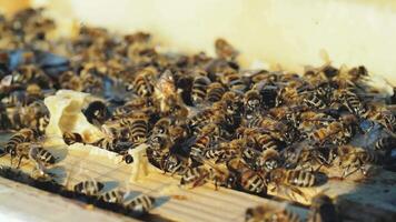 Close up view of the working bees on honeycomb in summer day. Bees turn nectar into honey. video