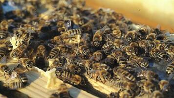 Bees convert nectar into honey. Working bees on honeycomb. Close-up. video