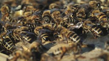 Close up view of the working bees on honey cells. Working bees on honeycomb. Bees on honeycombs video