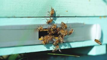 Bees flying to hive. Hives in an apiary with working bees flying to the landing boards. video