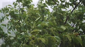 Top of trees swaying in hard rain. Walnut tree. video