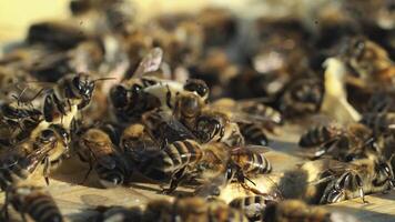 Bees on honeycomb frame. Bees turn nectar into honey. Work of beekeeper in apiary. video