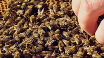 Beekeeper is working with bees and beehives on the apiary. Bees on honeycomb. Frames of a bee hive. Slow motion video