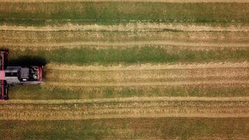 Harvester machine working in field. Combine harvester gathers wheat. Aerial view. From above. video