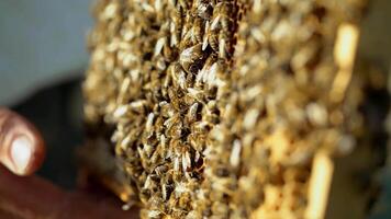 Working bees on honeycomb. Frames of a bee hive. Apiculture video