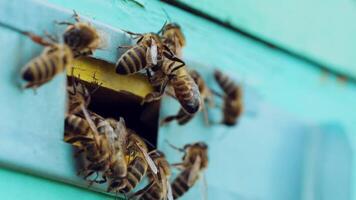 Bees swarm near the entrance to the hive. Life of worker bees. Apiary. Slow motion video