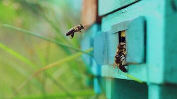 Honey bees swarming and flying around their beehive. Bees convert nectar into honey and cover it in honeycombs. Slow motion video