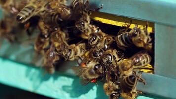 Honey bees swarming and flying around their beehive. Life of worker bees. Slow motion video