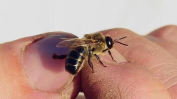 Bee on a man's hand. Apiary concept. Slow motion video