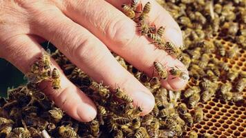 Slow motion. Beekeeper examines bees in honeycombs. Hands of the beekeeper. Bee is close-up. video