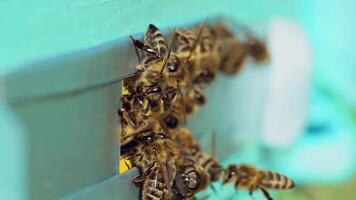 Swarm of bees at the entrance of beehive. Life of worker bees. Apiary concept. Slow motion video