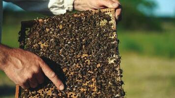 Hand of beekeeper is working with bees and beehives on the apiary. Bees on honeycombs. Frames of a bee hive video