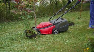 girl is mowing grass by lawn mower around flower pots with roses in the garden in the summer video