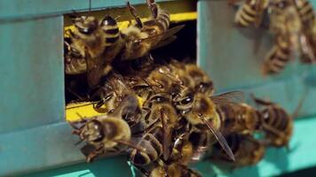 Honey bees swarming and flying around their beehive. Life of worker bees. Slow motion video