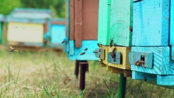 Hives in an apiary. Honey bees swarming and flying around their beehive. Bees bring honey. Slow motion video