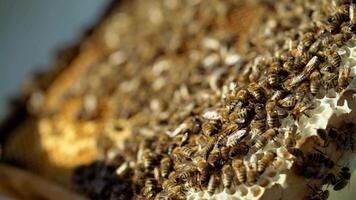 Bees convert nectar into honey. Working bees on honeycomb. Close-up. video