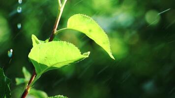 drops of water are falling from the wet leaves of a tree in the summer in the yard. Watering of trees. Slow motion video