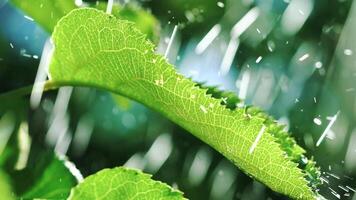 green leaves of plants are saturating with water in the summer in the garden. Drops of water are falling on the leaves of trees. Irrigation of plants. Slow motion video