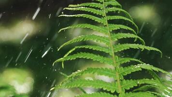 wet leaves of fern are moving under the action of falling water droplets. Plant irrigation. Slow motion video