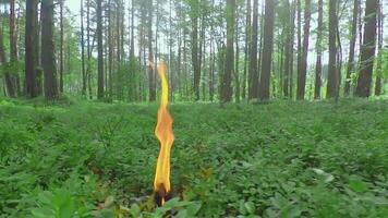 Burning Candle in Pine Forest at Sumer Day - Smooth and Super Slow Motion video