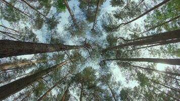 Low Angle View of a Pine Forest when Looking Up to the Trees. Bottom View of Pine Crowns at Sunny Summer Day. The Sky Can Be Seen Through the Tops of the Trees. Backward Gimbal Stabilizer Movement video