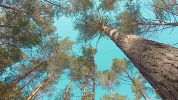 Walking Through the Pine Forest and Looking Up to the Trees. Bottom View of Pine Crowns at Sunny Summer Day. The Sky Can Be Seen Through the Tops of the Trees video
