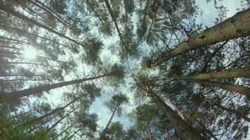 Low Angle View of a Pine Forest when Looking Up to the Trees. Bottom View of Pine Crowns at Sunny Summer Day. The Sky Can Be Seen Through the Tops of the Trees. Backward Gimbal Stabilizer Movement video