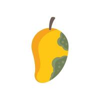Ripe yellow mango fruit showing signs of spoiling vector