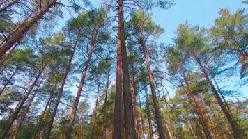 Low Angle View of Colorful Summer Pine Forest, Walking Through the Coniferous Trees. Bottom View of the Tops of Pines at Sunny Summer Day. The Sky Can Be Seen Through the Tops of Pines video