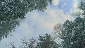 Low Angle View of a Winter Pine Forest, Walking Through the Coniferous Trees. Bottom View of the Tops of Pines in the Snow at Sunny Winter Day. The Sky Can Be Seen Through the Tops of the Pines video