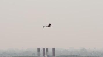 A majestic stork elegantly soaring through the vast, open sky, its wings outstretched as it glides in peaceful solitude video