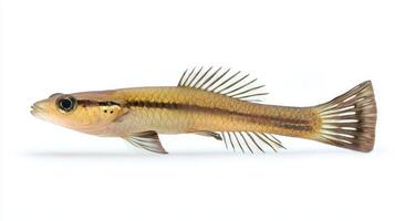 Siamese Algae Eater glides smoothly highlighted by its clear details against a bright white background emphasizing its sleek body and fins. photo