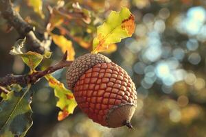 Single acorn growing on oak tree branch in autumn photo