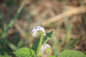 Sangketan flower or rat tail or Heliotropium indicum in bloom with its green leaves photo