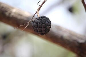 close up of ripe soursop fruit or annona squamosa fruit which is blackish in color photo