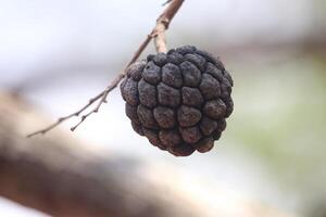 close up of ripe soursop fruit or annona squamosa fruit which is blackish in color photo