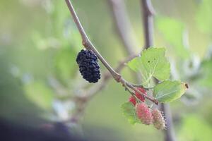 close up of ripe mulberries which are reddish black and unripe ones which are greenish white photo