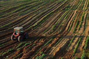 Red tractor working on a field of intercropping crops photo