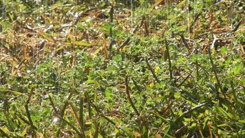 Water falling in the green grass in a sprinkling irrigation a sunny day video