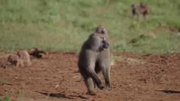 The Leader of Flock Runs Across the Field video