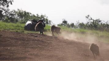 The Leader of Flock Runs Across the Field video