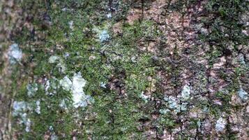 close up of bark and mossy texture in the background photo