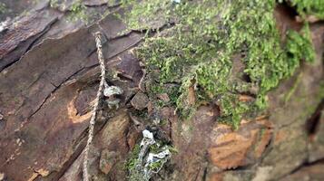 close up of bark and mossy texture in the background photo