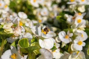 A bee collects pollen on the white flowers of Begonia cucullata photo