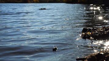Furry otter swimming in pond at background. Calm view on lake with small waves at sunny day. Beautiful nature landscape. Concept of tranquility scene. Slow motion video