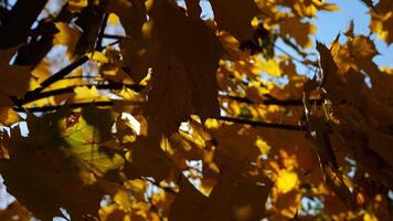 Yellow maple leaves on tree branches gently swaying in the wind at sunny day. Lush autumn orange foliage swinging on breeze at forest. Beautiful colorful fall season. Close up Slow motion video